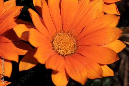 Detail of a beautiful orange gazania flower in the garden