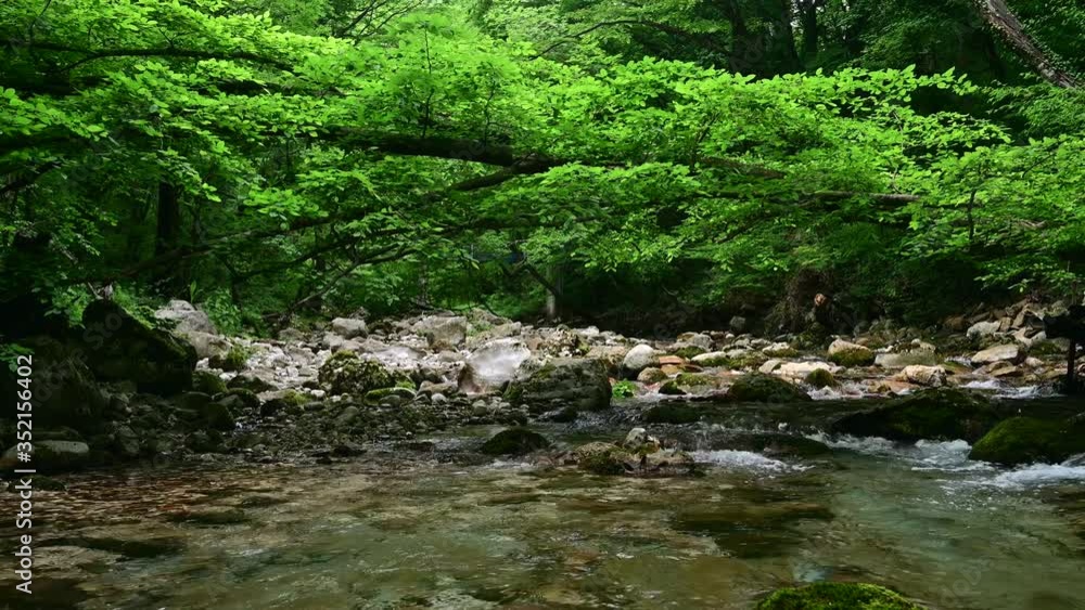 Green tree growing over river bed in deep forest Green tree growing over river bed in deep forest