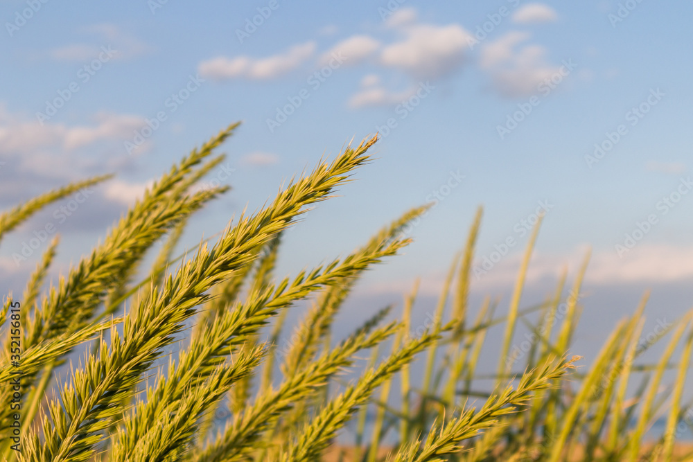 Wheat sprouts on the beach with blur, blue sky on background. Wheat sprouts on the beach with blur, blue sky on background.