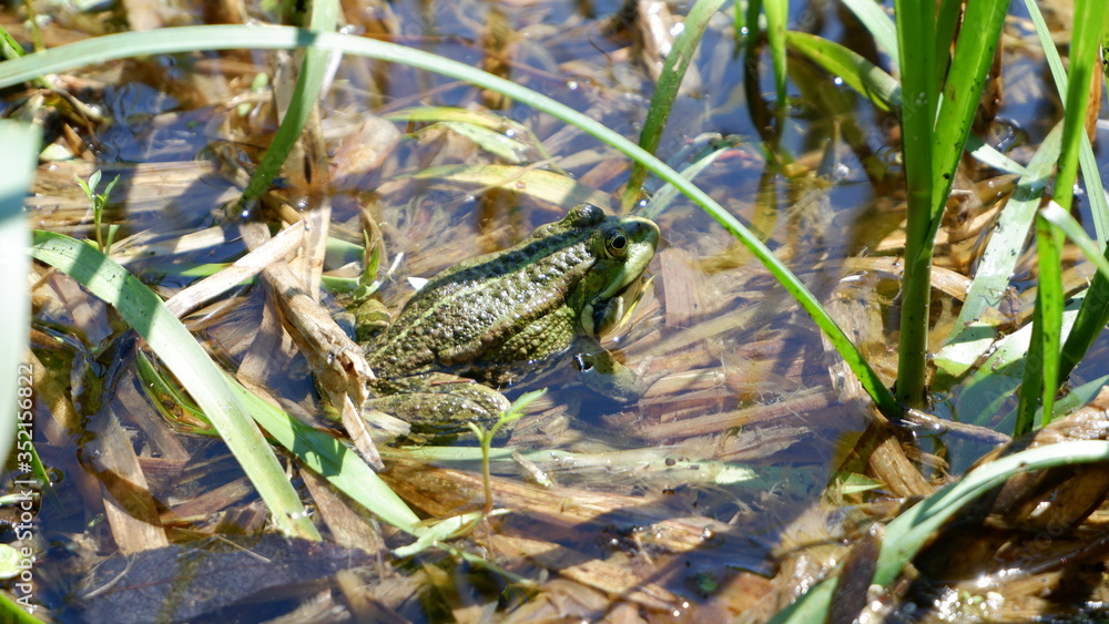 frog in the thicket of the river frog in the thicket of the river