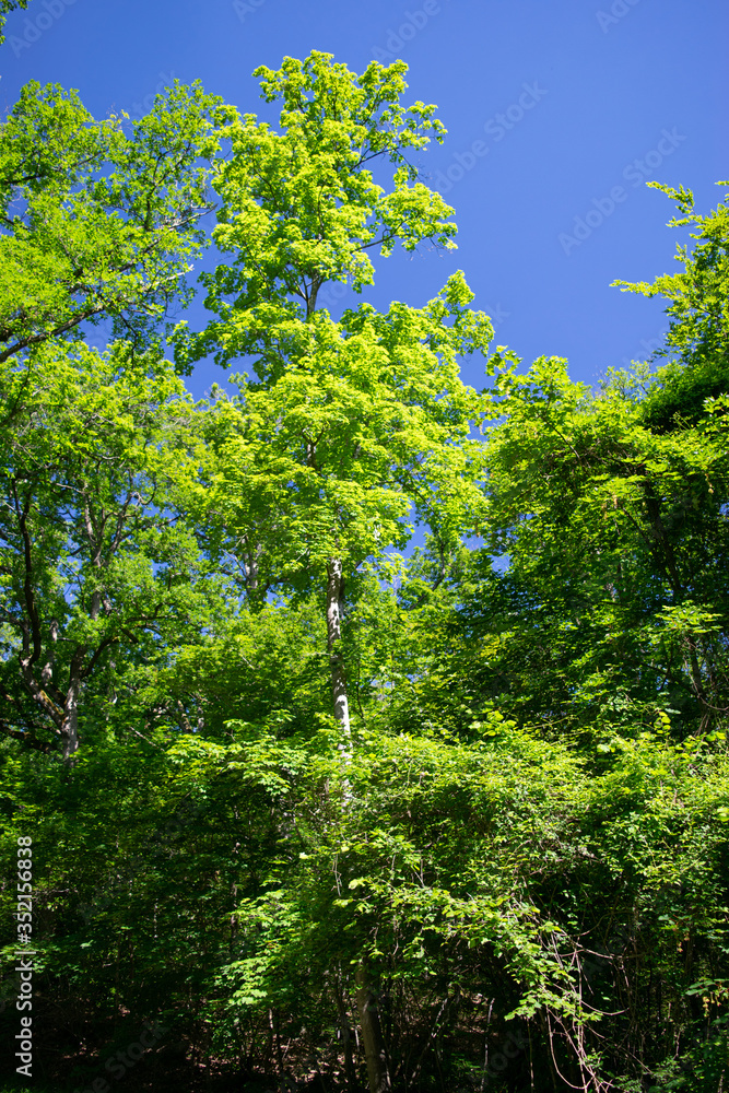 trees in the woods trees in the woods