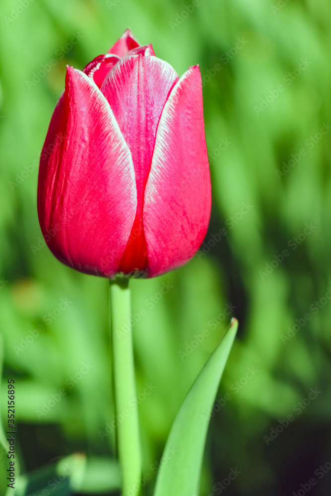 Bud of a Tulip on a beautiful background of macro