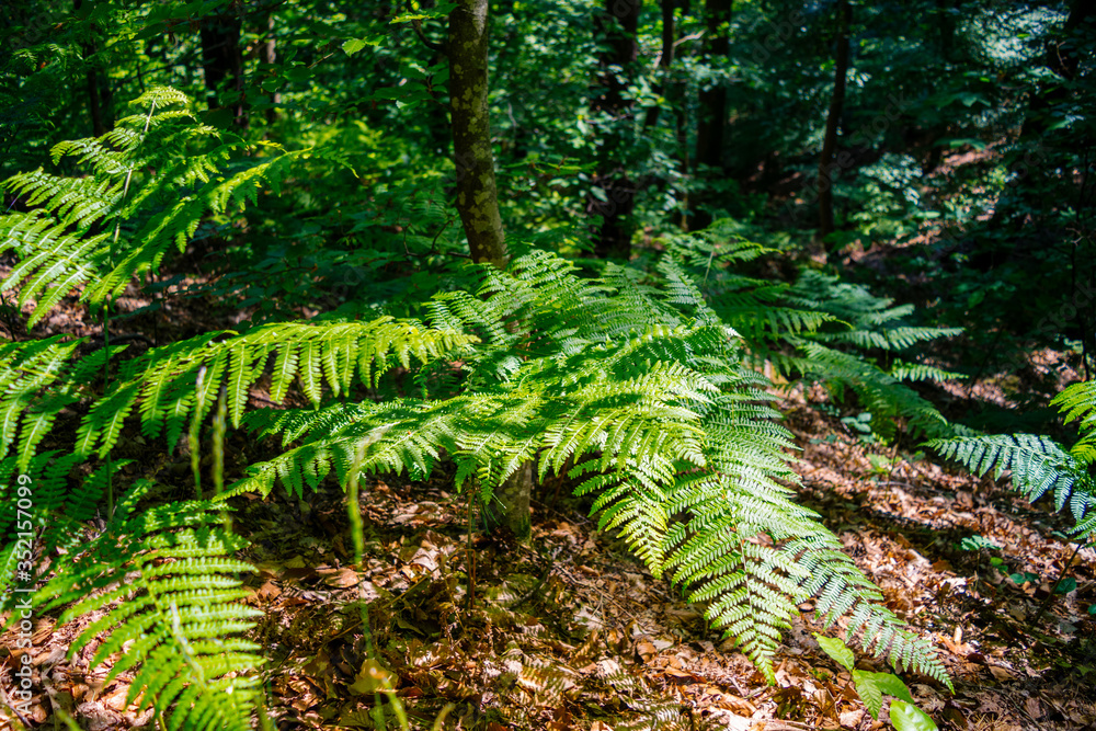 Fototapeta premium ferns in the forest