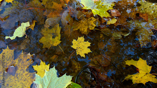 autumn maple leaves in the water