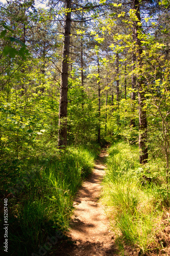 path in the forest © Michael