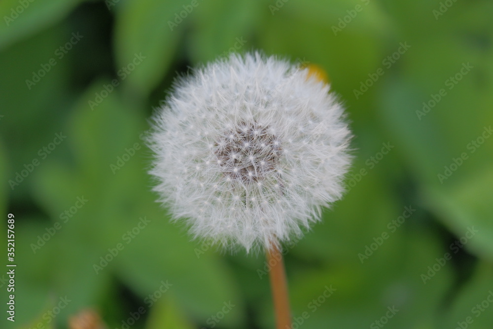 Mature dandelion (Taraxacum) on a green background Mature dandelion (Taraxacum) on a green background