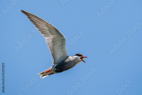 Whiskered Tern (Chlidonias hybrida) bird in the natural habitat.