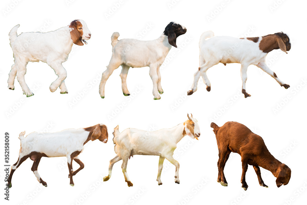 Set of goats isolated