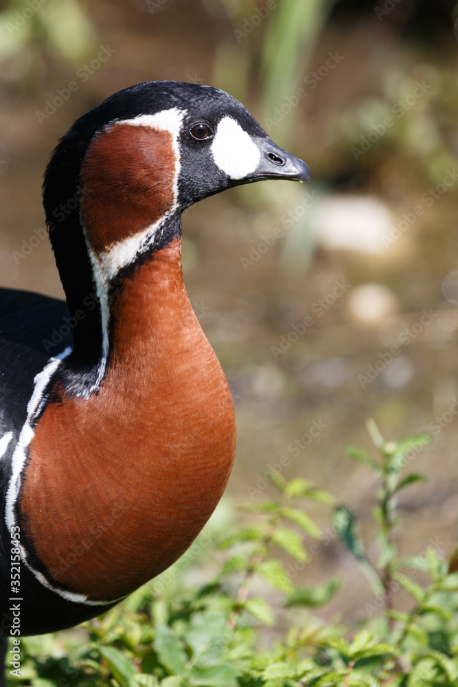 Head shot of a Red Breasted Goose (Branta ruficollis).Image Head shot of a Red Breasted Goose (Branta ruficollis).Image