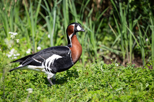 Side view of a Red Breasted Goose ( Branta ruficollis).Image © Tony Skerl