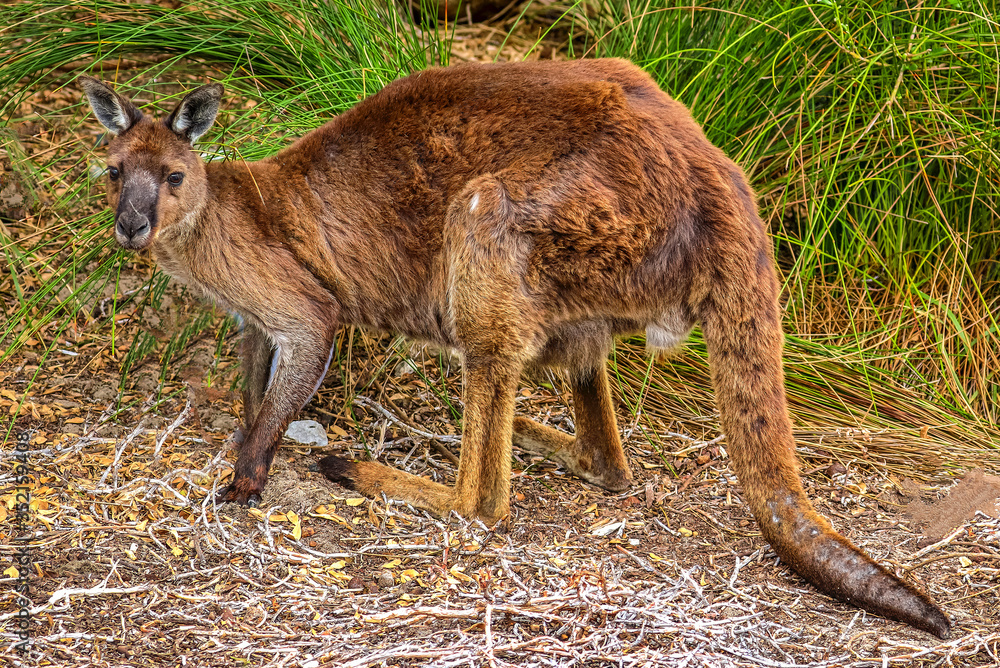 Fototapeta premium Kangaroo Island, Australia
