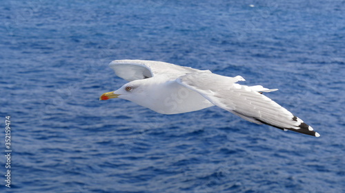 Wei  e M  we im Flug   ber tiefblauem Meer