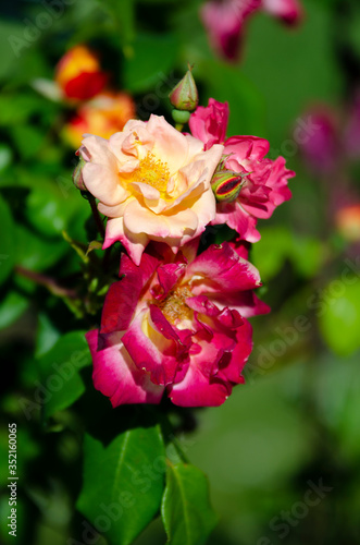 yellow and pink roses in a garden