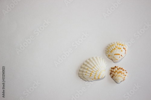 seashells from the sea on a white background