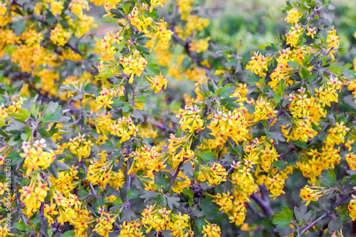 flowering branches of black currant as a background