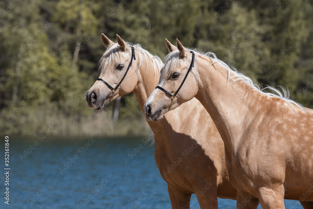 Portrait of a two beautiful palomino horses with a long mane standing near blue water on summer background, profile side view closeup Portrait of a two beautiful palomino horses with a long mane standing near blue water on summer background, profile side view closeup