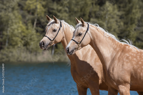 Portrait of a two beautiful palomino horses with a long mane standing near blue water on summer background  profile side view closeup
