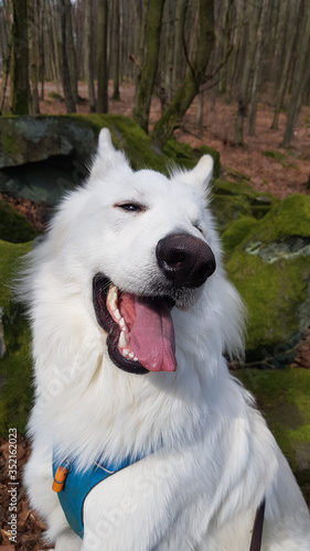 Weißer Schäferhund Berger Blanc Suisse freut sich