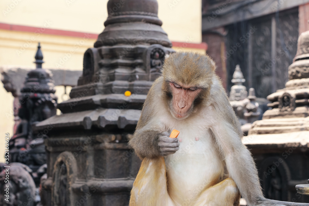 Adult rhesus macaque (Macaca) sits among small black buddhist stupas in Swayambhunath Stupa area and holds carrot in his paw. Animal theme.