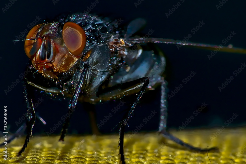 Fototapeta premium Macro shot of a flesh flyThe flesh flies (Sarcophagidae) are a family of the two-winged species (Diptera). Around 2500 species of flesh flies are known worldwide.
