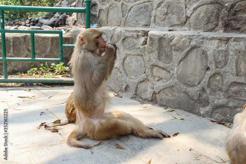 Adult rhesus macaque (Macaca) sits on the ground in Swayambhunath Stupa area and eats orange carrot. Animal theme.