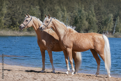 Two beautiful palomino horses with a long mane standing near blue water on summer background, profile side view