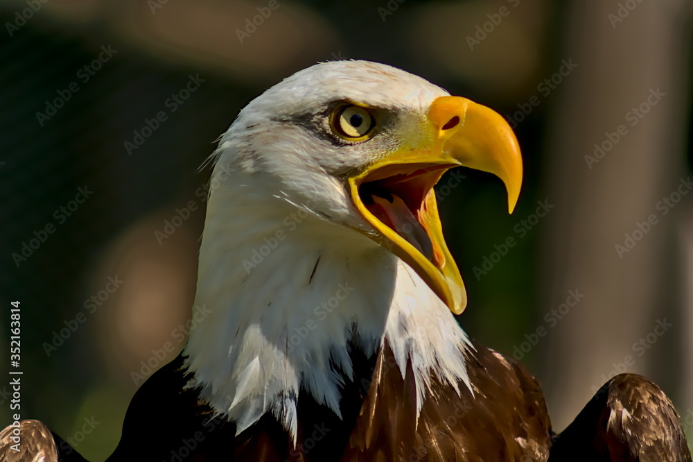 Profile view of a bald eagle screaming excitedly.
The focus of the picture is on the bird's right eye. The beak is wide open. The bald eagle is the heraldic animal of the USA. Profile view of a bald eagle screaming excitedly.
The focus of the picture is on the bird's right eye. The beak is wide open. The bald eagle is the heraldic animal of the USA.