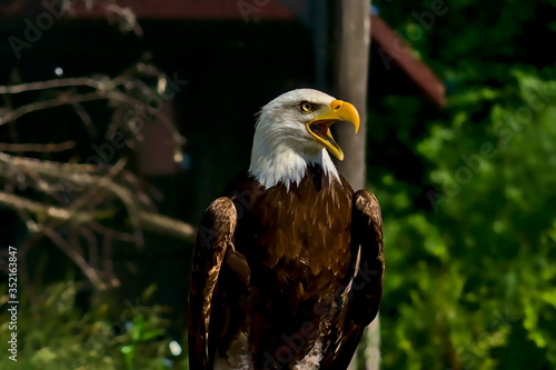 A bald eagle opens its beak and screeches.

The picture was taken in a German zoo. The eagle has a nice, brown feather dress and the background is washed out.