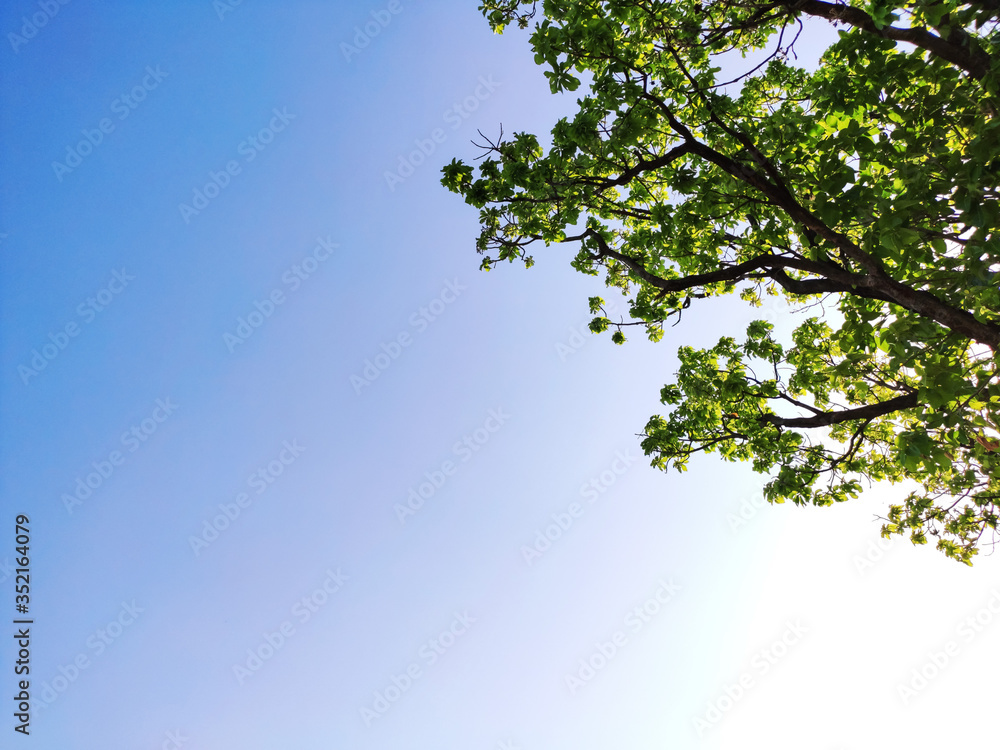 selective focus on branches and green leaves of a tree background selective focus on branches and green leaves of a tree background