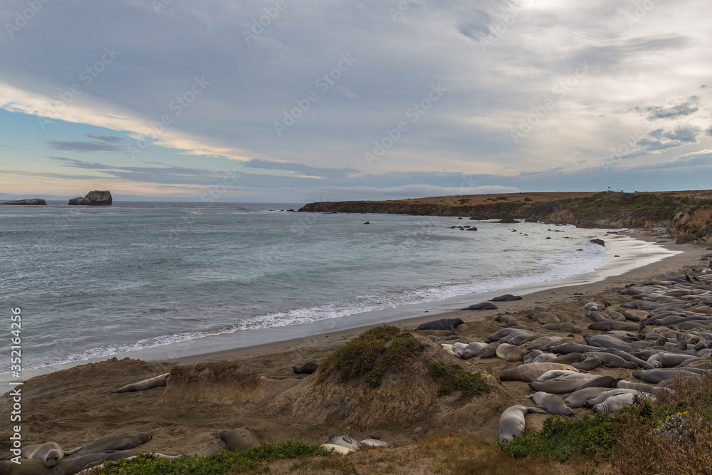 Elephant Seals on the beach, Pacific Ocean.