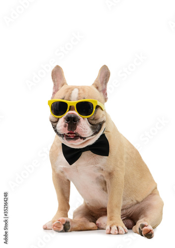 Fototapeta Naklejka Na Ścianę i Meble -  Cute  brown french bulldog wear sunglasses and black bow tie sitting isolated