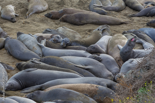 Elephant Seals on the beach, Pacific Ocean.