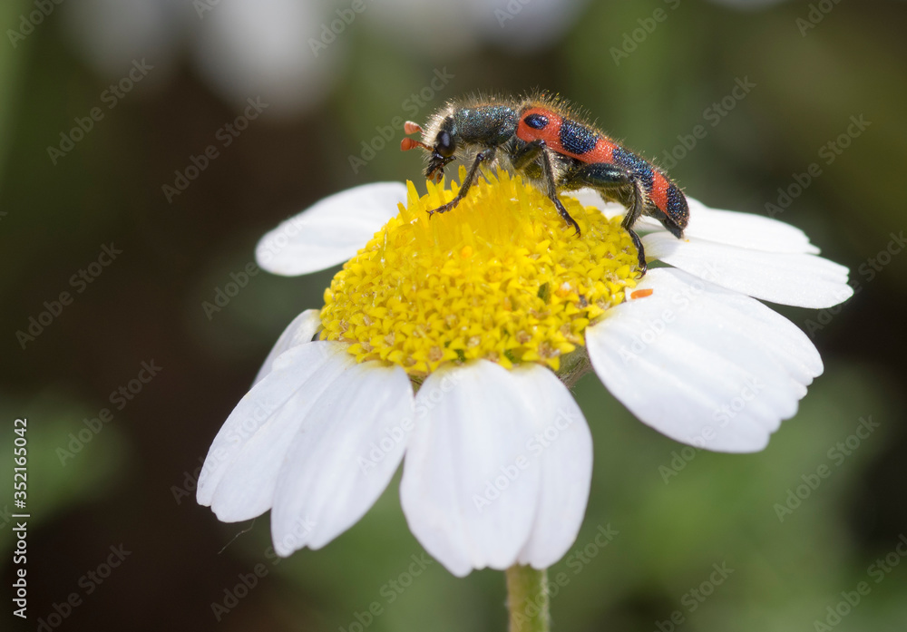 Red and blue soldier beetle.Trichodes leucopsideus Red and blue soldier beetle.Trichodes leucopsideus