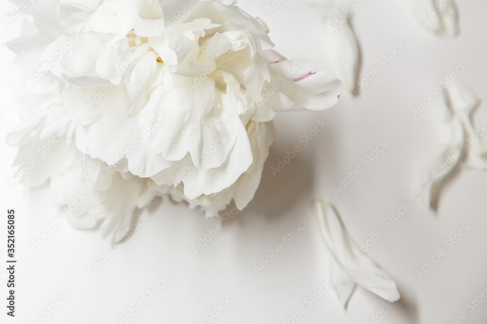 White peony decor. Peony flowers petals flat lay on a white background. Beautiful minimalistic white flowers close-up photo. White peony decor. Peony flowers petals flat lay on a white background. Beautiful minimalistic white flowers close-up photo.