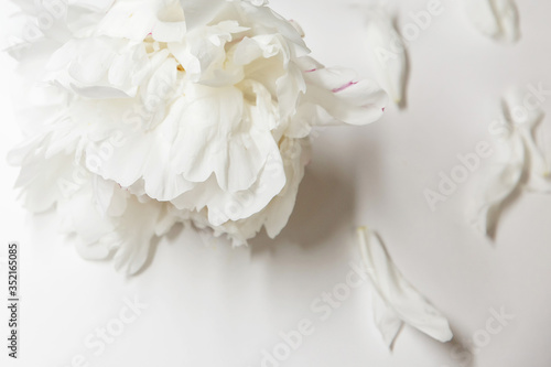 White peony decor. Peony flowers petals flat lay on a white background. Beautiful minimalistic white flowers close-up photo.