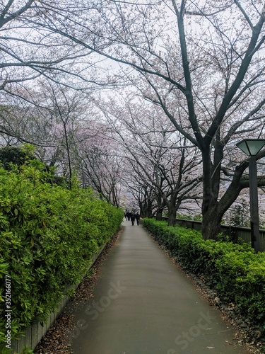 cherry blossom lined street © Ayla