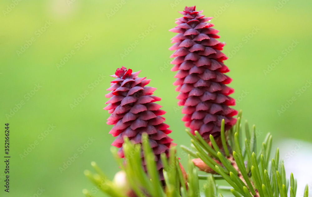 Fir cones on a pine tree. Red color for christmas. Fir cones on a pine tree. Red color for christmas.