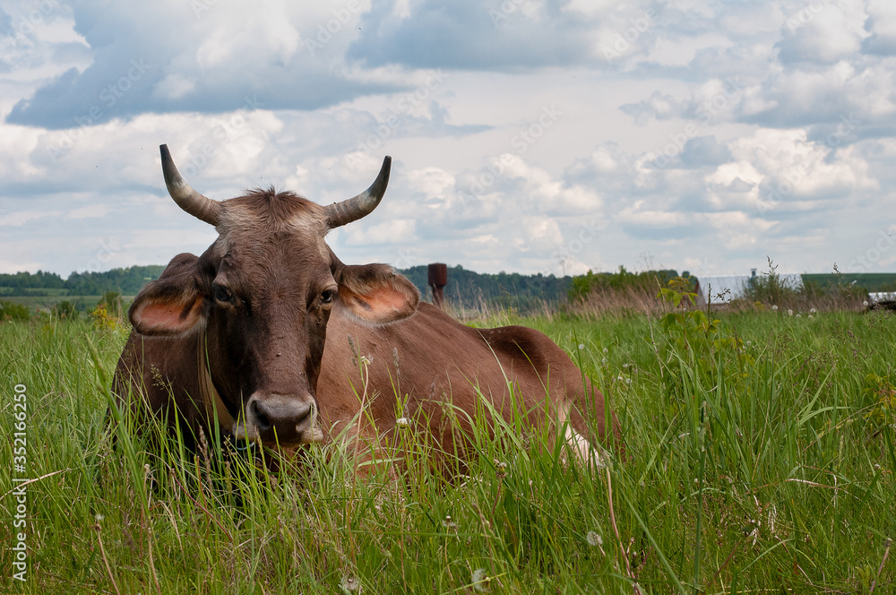 Cow on pasture meadow flowers landscape. Cow lying on grass. Cow lying down. Brown cow lying rest on grass