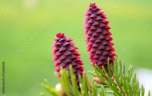 Fir cones on a pine tree. Red color for christmas.
