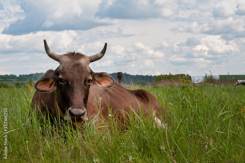 Fototapeta Naklejka Na Ścianę i Meble -  Cow on pasture meadow flowers landscape. Cow lying on grass. Cow lying down. Brown cow lying rest on grass