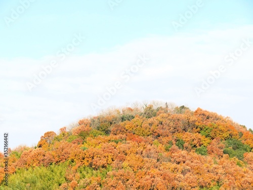 日本の田舎の風景 12月 冬の山の木々と青空