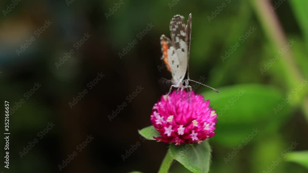 Close-up Of Butterfly Pollinating on a pink flower in garden, blurred green background, extreme close up with backlight.