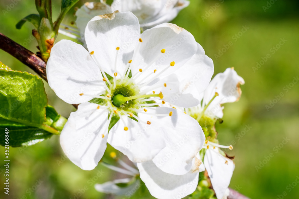 Blooming plum with white flowers close-up. Blooming plum with white flowers close-up.
