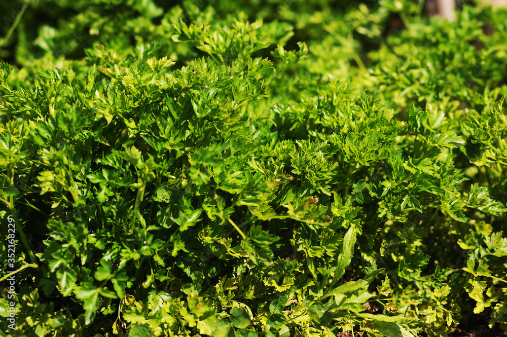Obraz premium Curly parsley. Plantation of greenery close-up. Food background of green parsley leaves.