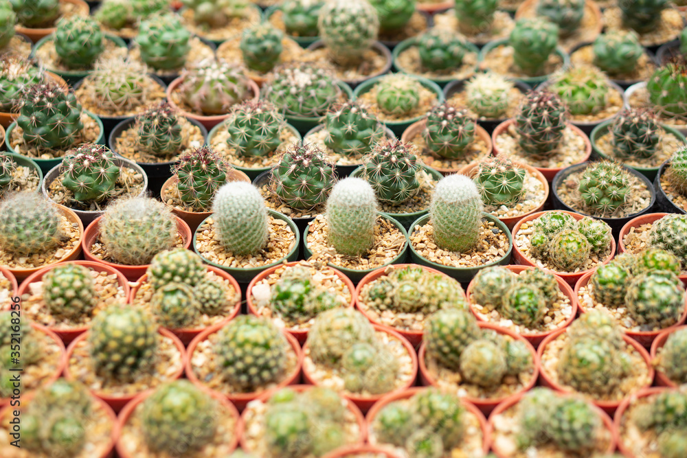 The beautiful green cactus and spiky in the pot The beautiful green cactus and spiky in the pot
