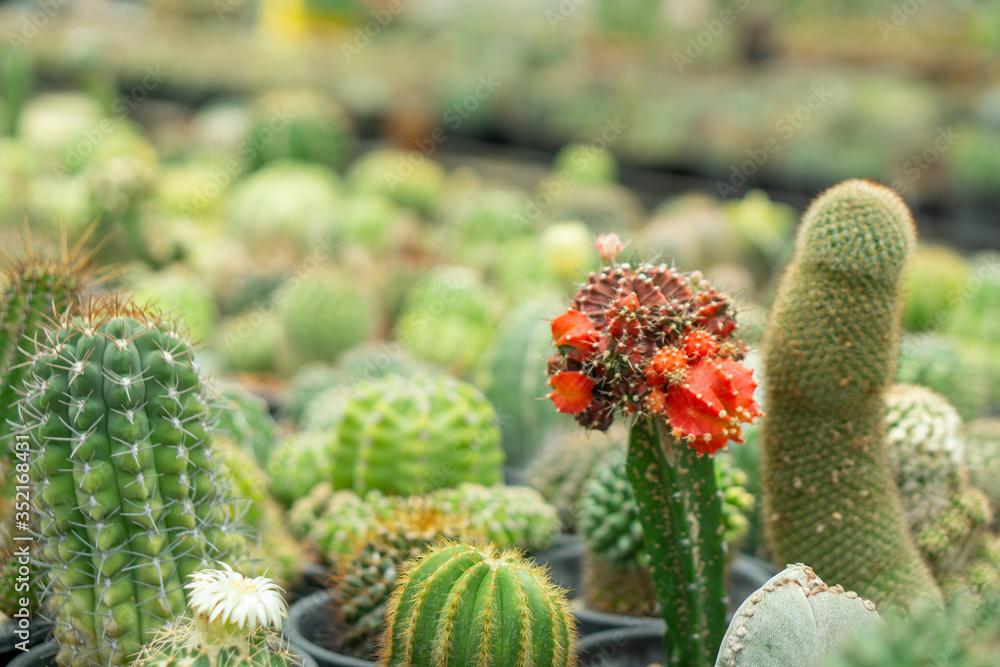 The beautiful green cactus and spiky in the pot The beautiful green cactus and spiky in the pot