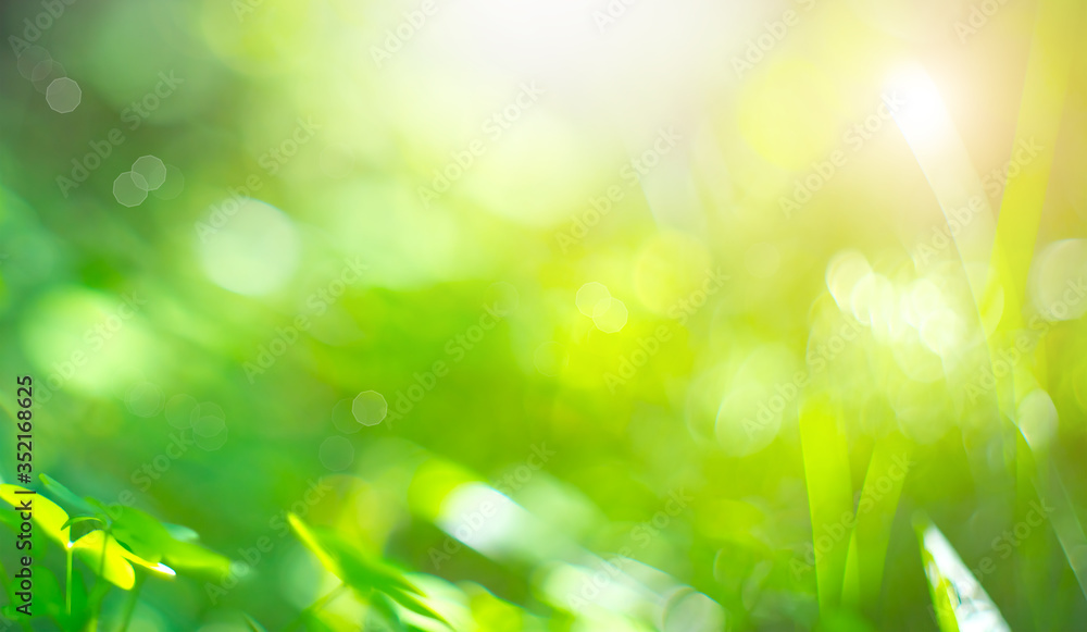 Beautiful Nature Blurred Background. Green Bokeh. Summer or spring abstract backdrop with fresh green leaves and sun flares