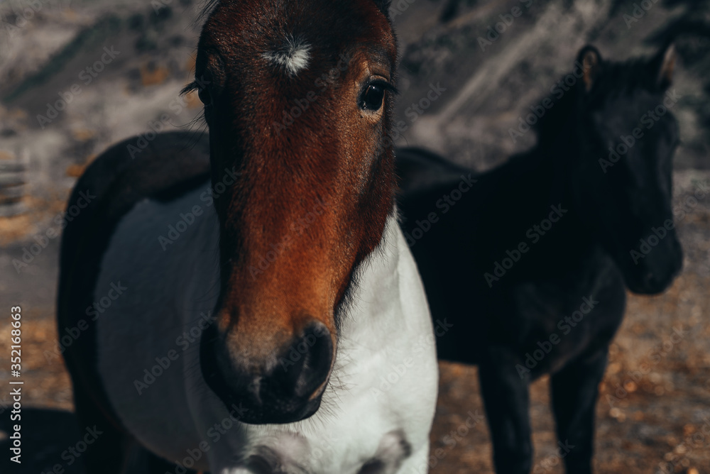 horses on a background of mountains at sunset. Altai mountains horses on a background of mountains at sunset. Altai mountains