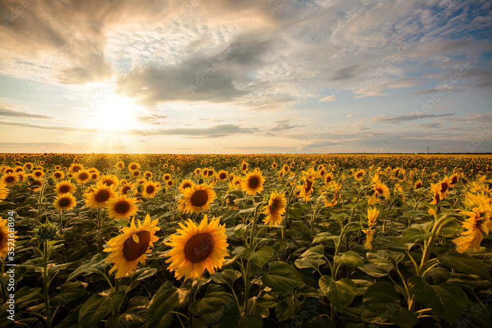Fototapeta premium Golden sunflower in the field and setting sun on the background