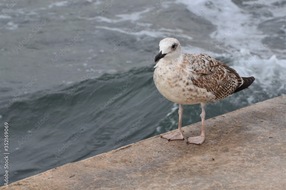 Obraz premium Black Sea Gull